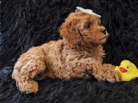 Peluş bir poodle kız