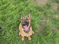 3 AYLIK EĞİTİME HAZIR ORİJİNAL MALİNOİS KÖPEKLER