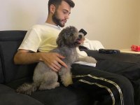 Dişi silver toy poodle