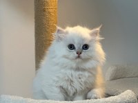 Üst kalite son erkek british longhair yavrum
