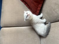 ÇOK GÜZEL SAFKAN YAVRU KEDİLER UYGUN