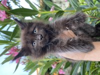 Gerçek maine coon arayanlar