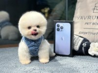 A+ Kalitede Pomeranian Yavrular İçin İletişime Geçin