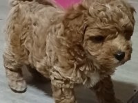 Poodle bebekler uygun verilecek