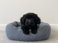 Toy poodle black yavrular