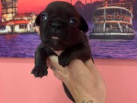 Fransız bulldog 2 adet