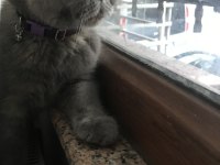 Safkan İran (PERSİAN) kedisi