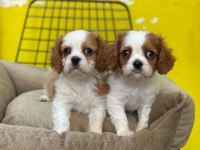 Dünya tatlısı Cavalier king charles bebeklerimiz