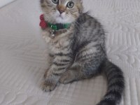 Scottish Fold Bebeğimiz