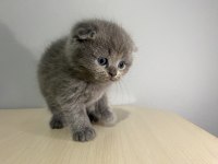 2 aylık yavru scottish fold