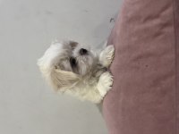 Bal Küpü Maltese Terrier Yavru