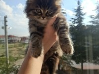 BRİTİSH LONGHAİR 2 AYLIK ERKEK