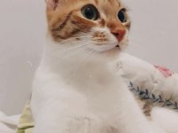 3 Yaşında şirin mi şirin yavru kedimize acil yuva arıyoruz