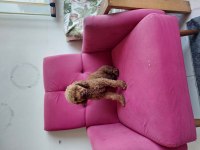 Toy poodle 1.5 Yaşında