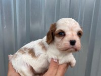 Irk garantili cavalier king charles