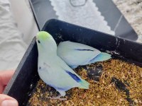 Amerikan turkuaz erkek bebek forpus