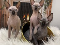 Sphynx sfenks tüysüz dişi erkek yavru