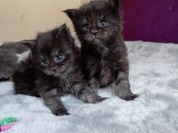 Safkan Maine coon yavrular full secere