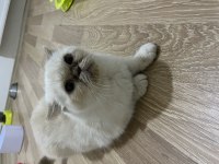 Garfield Exotic Shorthair Ücretsiz Sahiplendirilecektir
