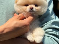 Dünyalar tatlısı ayı surat pomeranian boo