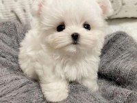 Maltese terrier a kalite