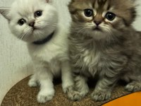 Safkan Biritislerim Yeni Yuvalarına Gitmeye Hazırlar