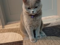 Güzel Kedim British Shorthair