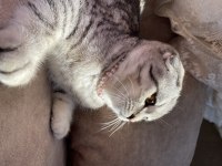 Eşsiz Nakışlı Scottish Fold Yavru