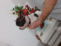 Son erkek french bulldog yavrum