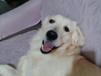 ERKEK 1 YAŞINDA GOLDEN RETRİEVER