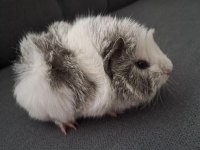 8 aylık ginepig