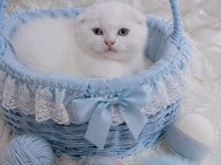 British ve scottish fold minikler