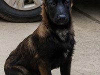 Sevgine zamanına emeğine değecek köpek arayanlara