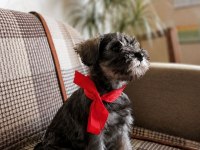 Anne altından rezerve schnauzer bebekler