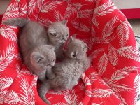 Erkek british shorthair kedilerimiz sağlıklı kaliteli