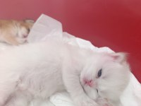 Güzel golden bebek kediler