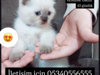 Blue point minik dişi scottish fold yavru
