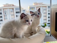 SECERELİ ANNE VE BABADAN SAFKAN RAGDOLL YAVRULAR
