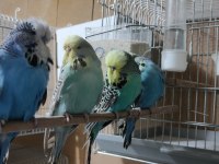 Show JUMBO Muhabbet kuşu
