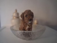 Sevimli Poodle yavru