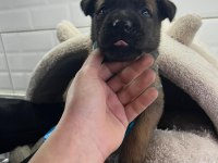 Küçük ve Hırslı Belçika Kurdu (Malinois) Yavruları