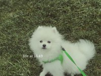 10 Aylık Safkan Kore Pomeranian Boo