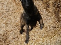 11 aylık Romanya kan hattı Belçika malinois