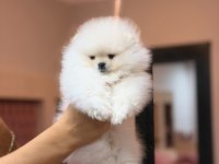 TÜRKİYENİN EN GÜZEL POMERANİAN BOO ERKEĞİ