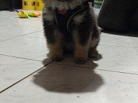 Safkan Pomeranian yavru