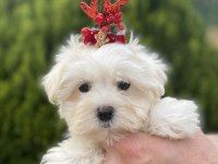 Orjinal Maltese Bebeklerimiz
