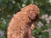 1. Sınıf A kalite poodle yavrularımız