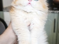 Show kalite dişi british longhair