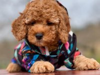 AŞILI IRK VE SAĞLIK GARANTİLİ TOY POODLE
