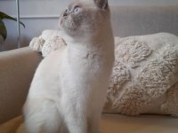 ücretsiz sahiplendirme scottish fold kedimiz